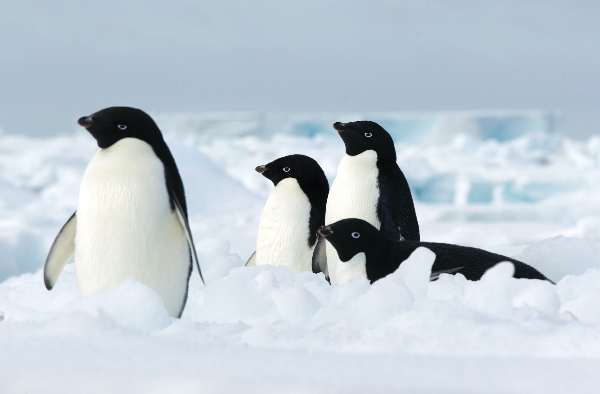 Adelie penguins on the ice floe in the southern ocean, 180 miles north of East Antarctica,