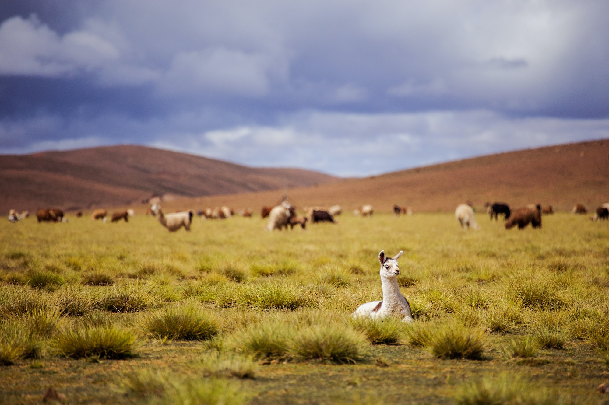 Alpacas on the Altiplano. Bolivia. South America. Eat grass.