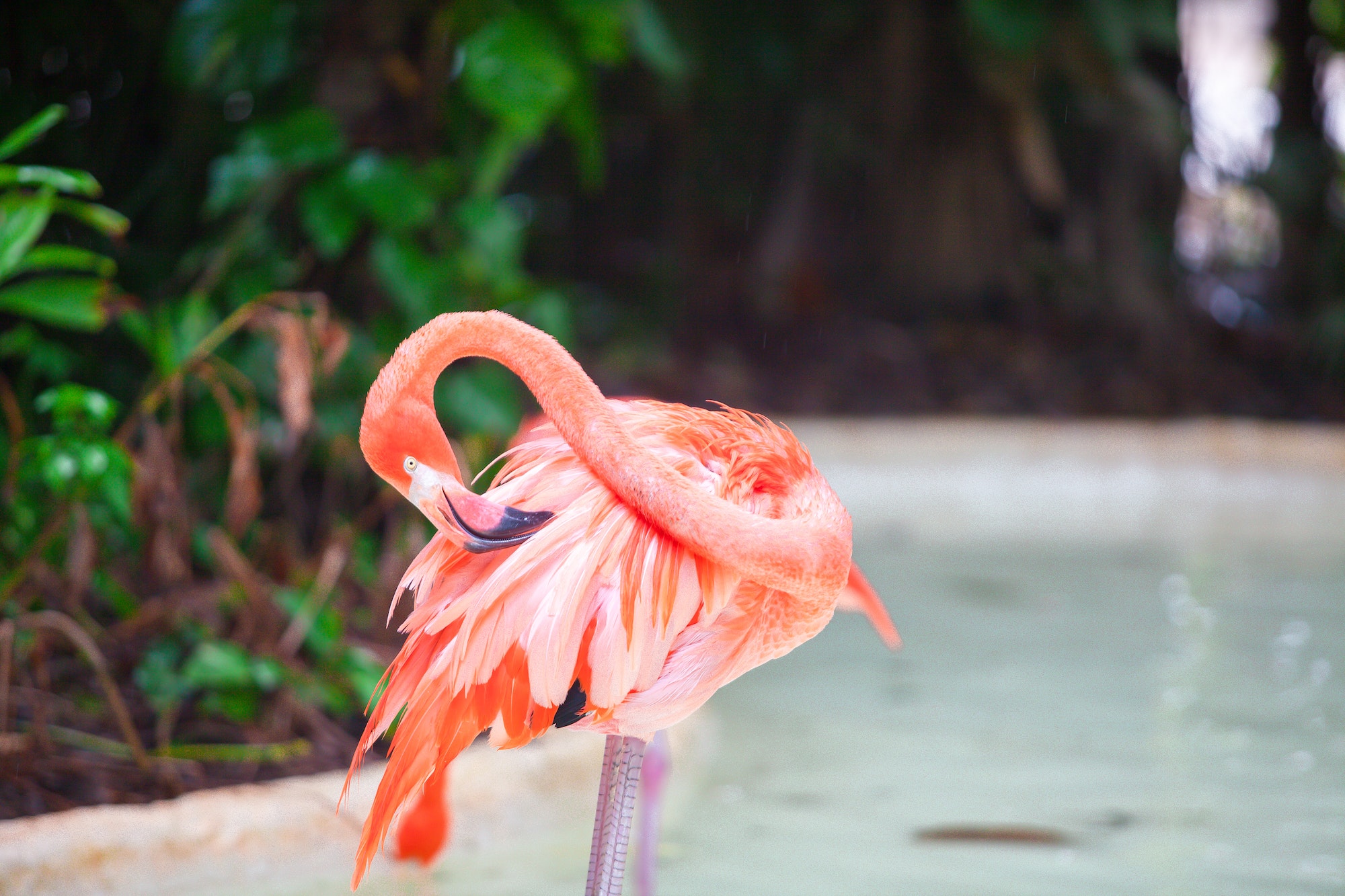 Pink Caribbean flamingos in water